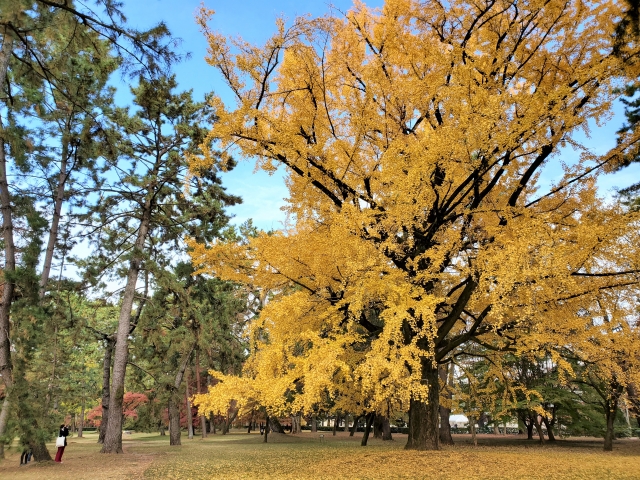 京都御苑の概要